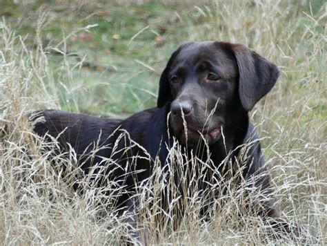 burberry labradors reviews|labrador puppies for sale.